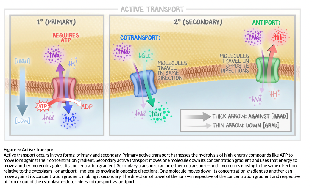 Preclinical Notes Enhanced Images